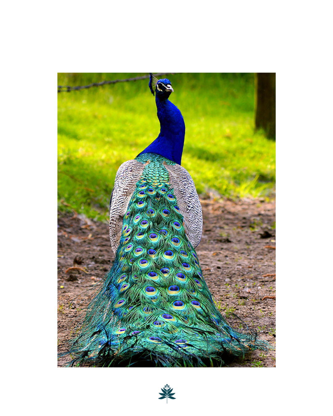 100% Organic Cotton Sheet Set - Mayura Teal